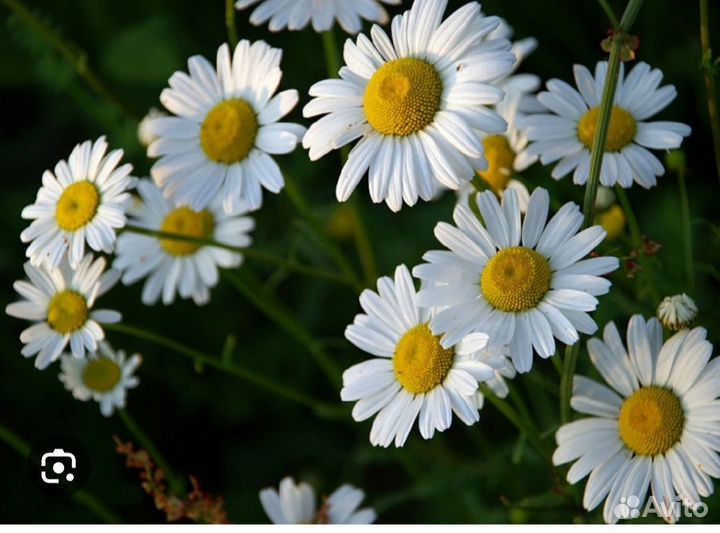 Нивянник, ромашка садовая