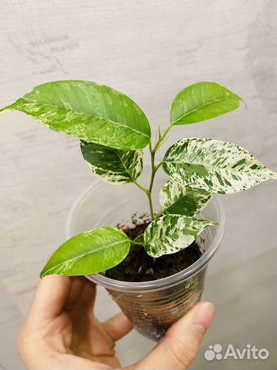 Фикус Эльдорадо