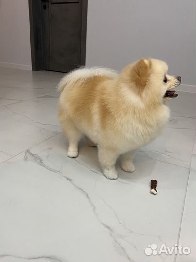 Немецкий Шпиц вязка