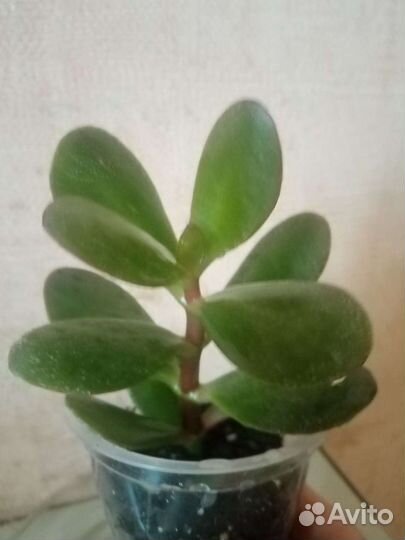 Денежное дерево толстянка