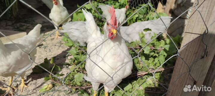 Петушки леггорн
