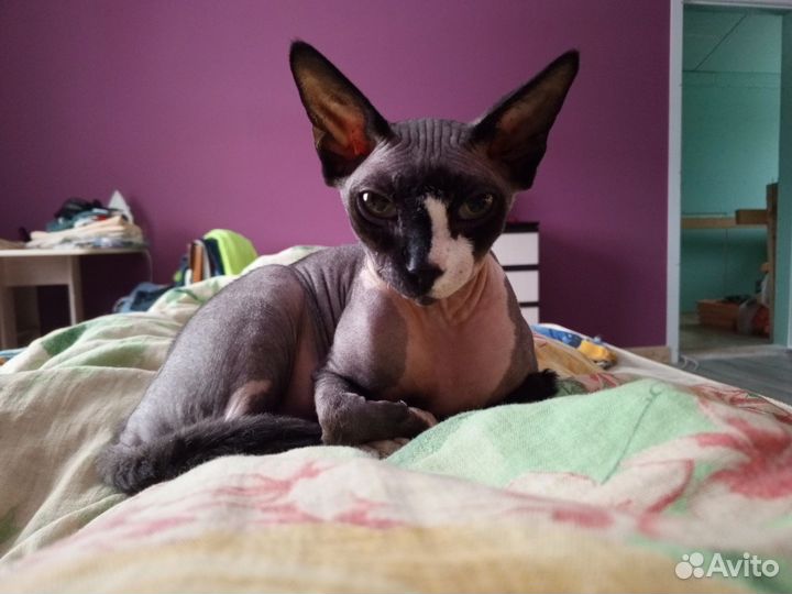 Канадский сфинкс вязка