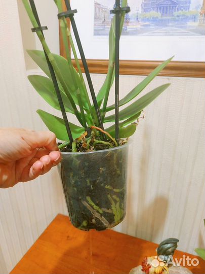 Denebola Биг Лип орхидея отцвела