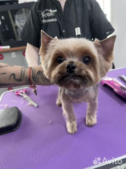 Бесплатная стрижка собак