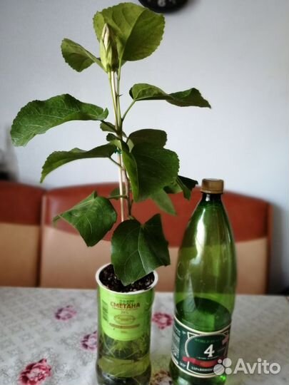 Сортовые гибискусы