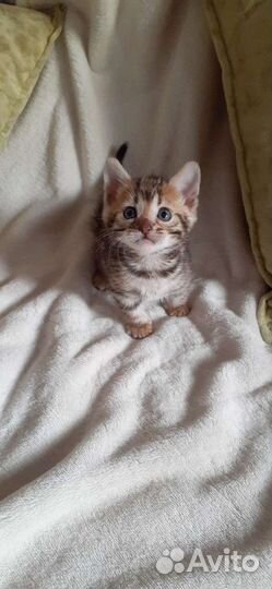 Бенгальские котята