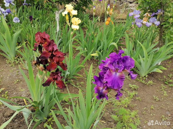 Многолетники