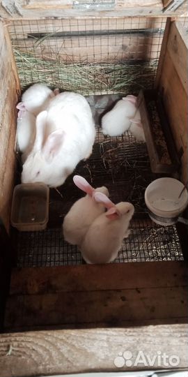 Кролики 3 породы