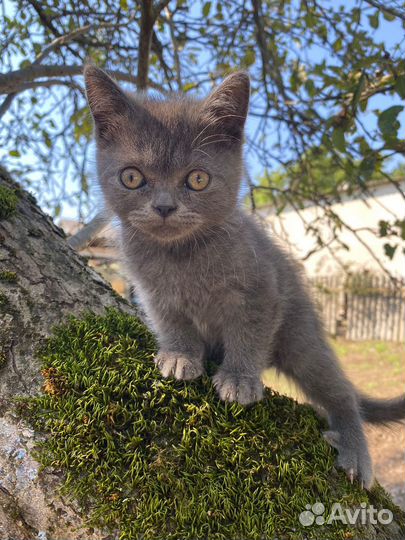 Британская