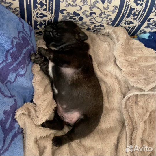 Щенок французского бульдога мальчик