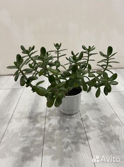 Денежное дерево, толстянка, крассула