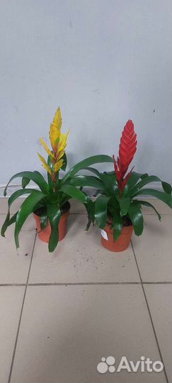 Замиокулькас черный равен