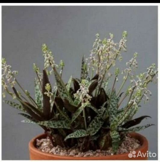 Дримиопсис пятнистый вариегатный.Ледебурия(Сцилла)