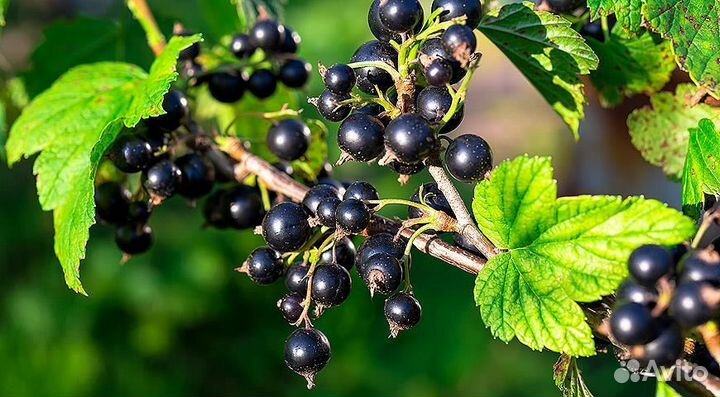 Смородина под заказ, 270 Р/литр