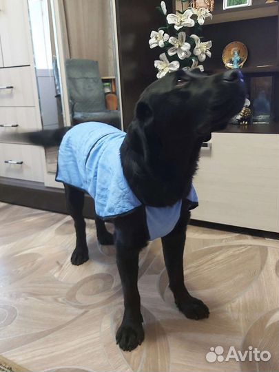 Охлаждающие попоны для собак