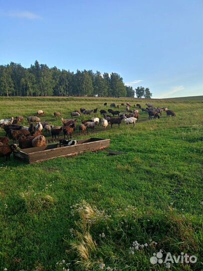 Курдючные бараны овцы
