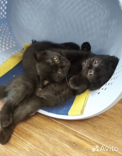 Котенок шотландский вислоухий