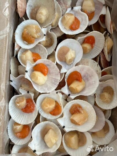 Морской гребешок на полустворке