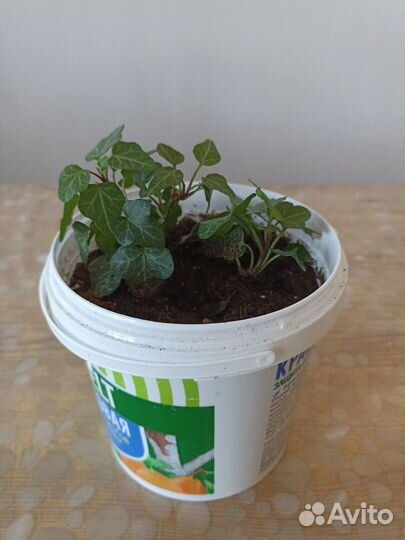 Продам плющ