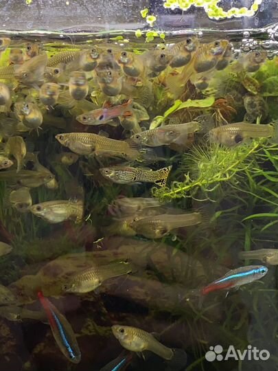 Гуппи, Молинезии, Тернеции, Сомики, улитки