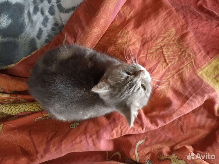 Кошка в добрые руки