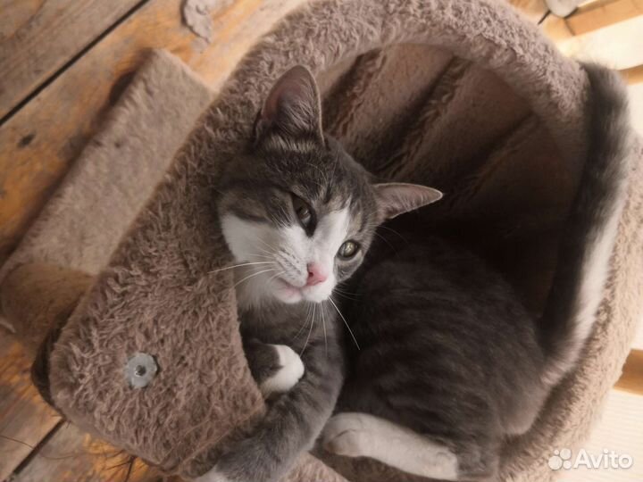 Кот дымчатый