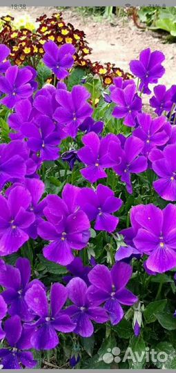 Садовые цветы многолетники