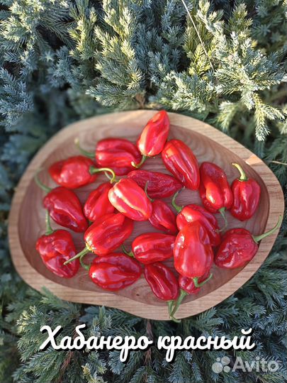 Семена острого перца