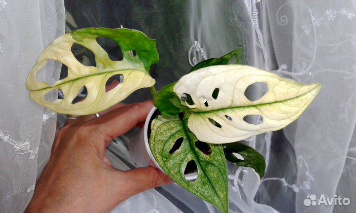 Монстера Адансона вариегатная, вайт форм