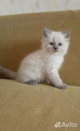 Невские маскарадные котята
