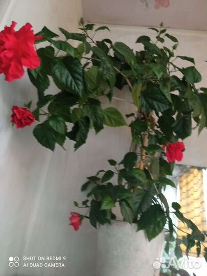 Гибискус китайская роза