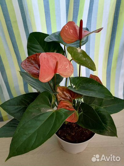 Антуриум Париж оранж