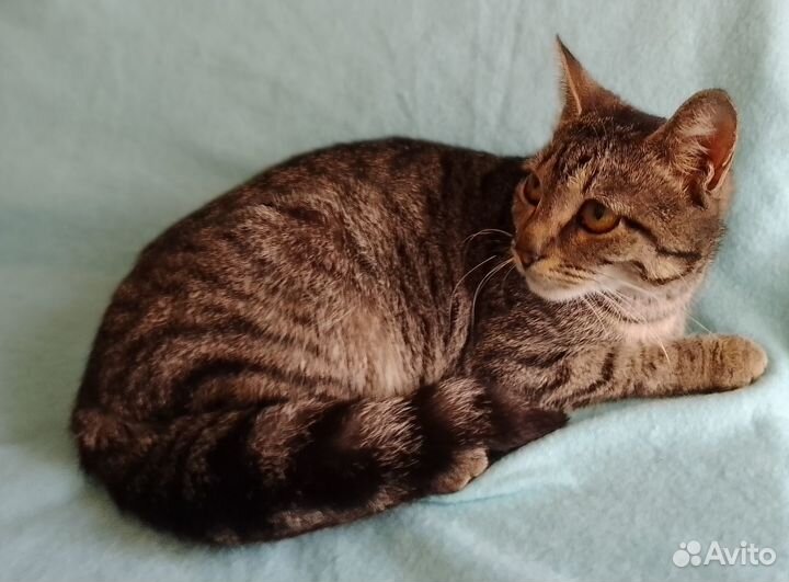 Отдам в добрые руки