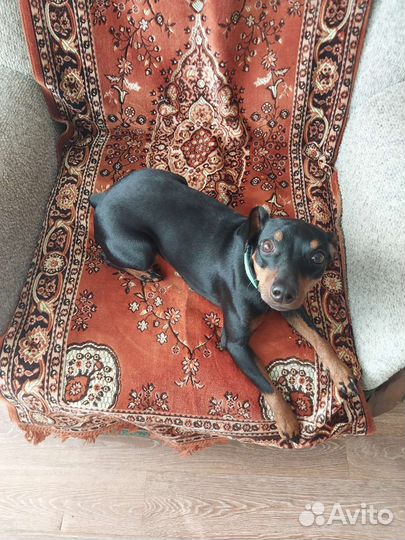 Цвергпинчер в добрые руки