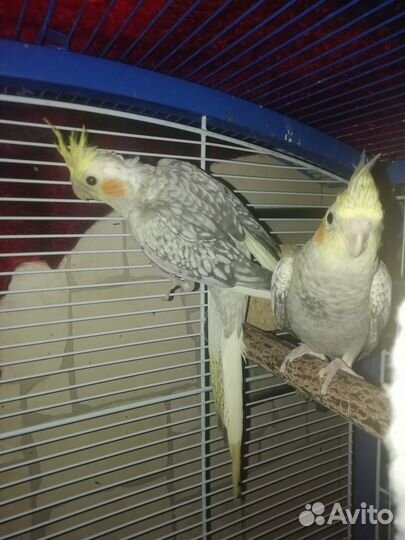 Птенцы Кореллы