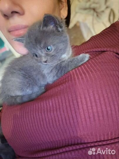 Отдам котят