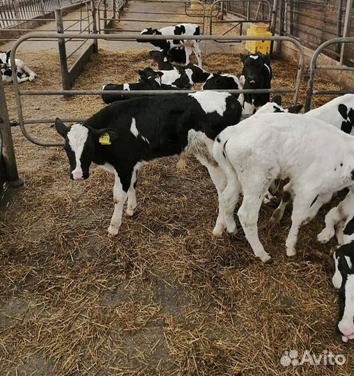 О Телята бычки и тёлочки