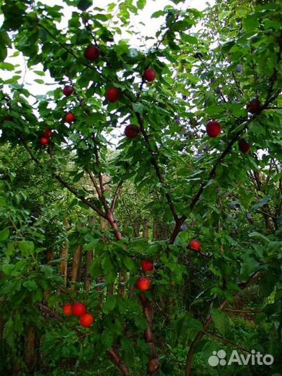 Абрикос черный саженцы