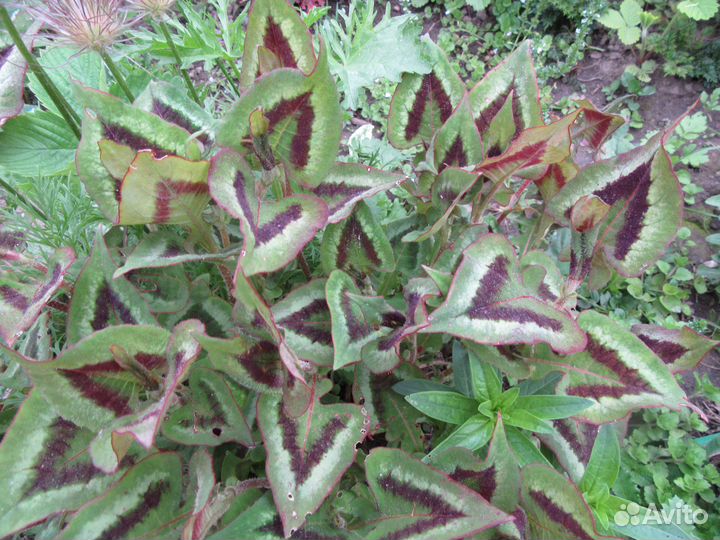 Садовые многолетние цветы