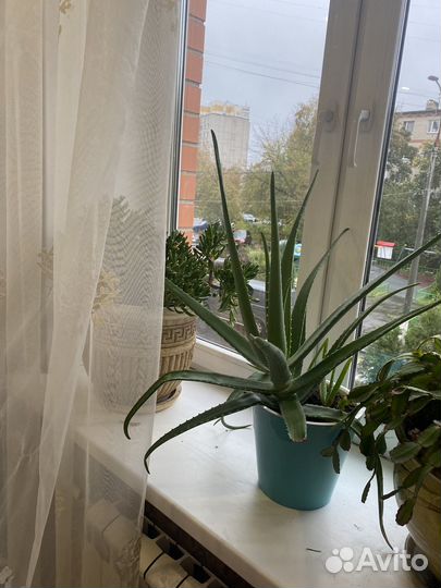 Алоэ вера морокко