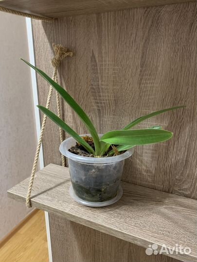 Орхидея пафиопедилум