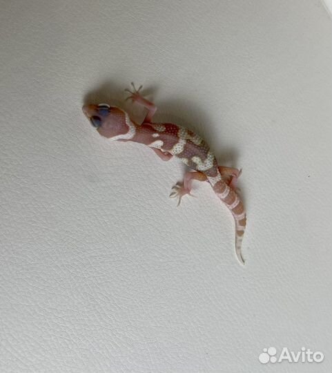 Гекон эублефар