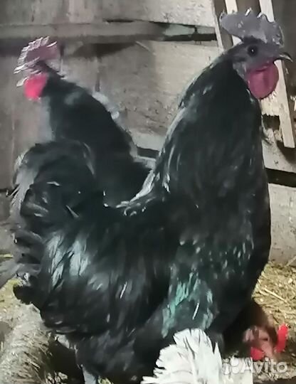 Молодые петухи ухейилюй