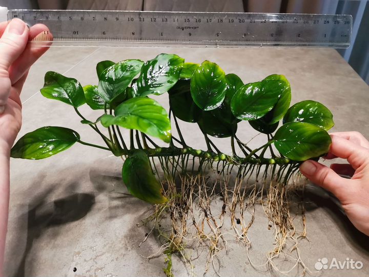 Анубис нана