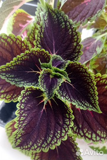 Колеусы срезы