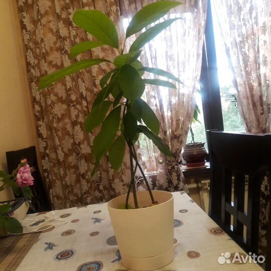 Саженцы авокадо