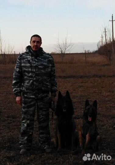 Дрессировка собак