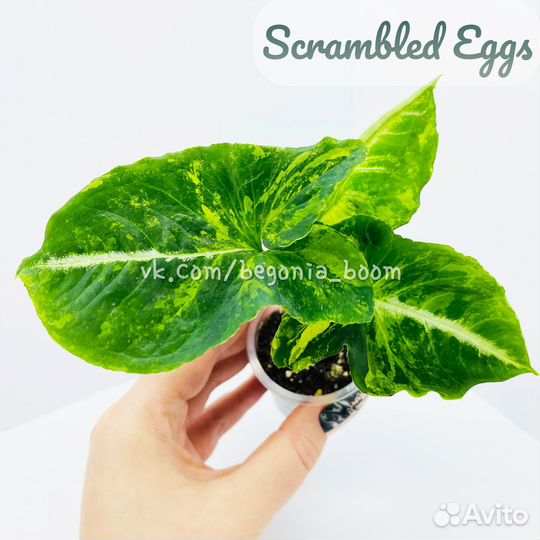 Сингониум Grey Ghost, Scrambled Eggs, Pink Mosaic