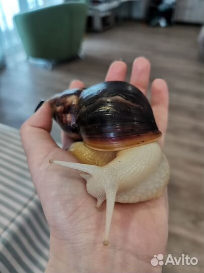 Улитки ахатины бесплатно