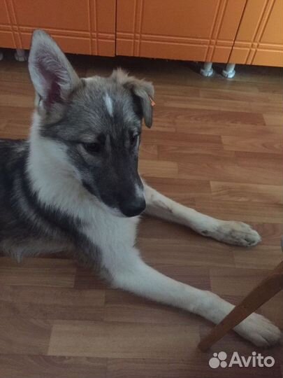 Собаки щенки